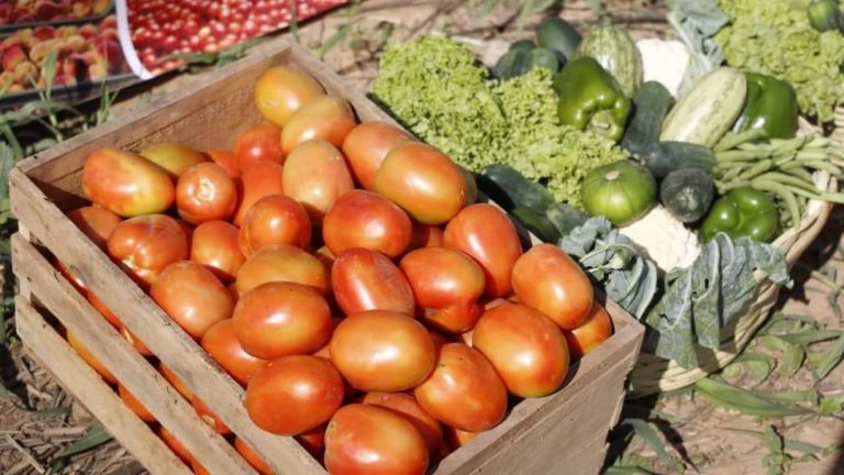 Verduras producidas en Cochabamba Foto: ALCALDÍA DE COCHABAMBA