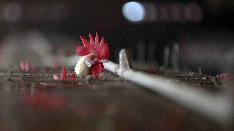 Gallo en una granja/ Foto: Portal F