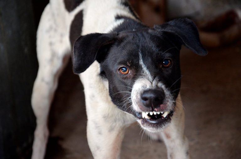 Perro con rabia /Imagen Ilustrativa/ Foto: SOY UN PERRO - HUELLITA