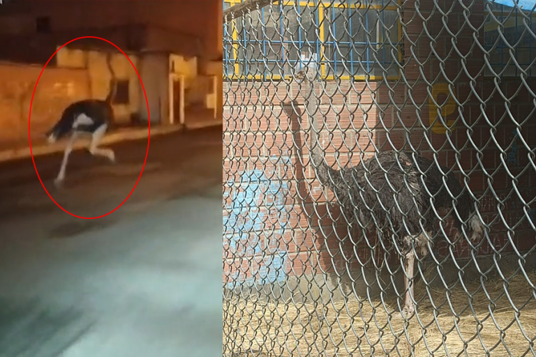 Avestruces corren por las calles de Achachicala/ Foto: La Voz de la Naturaleza