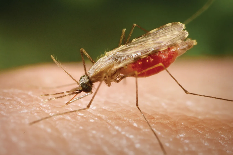 Malaria Imagen de referencia /Foto: Observatorio de Enfermedades