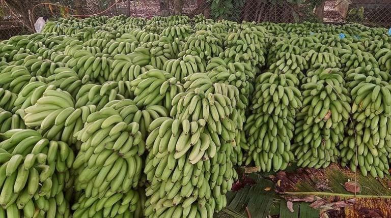 La producción de bananos en la región del trópico de Cochabamba, | ABI