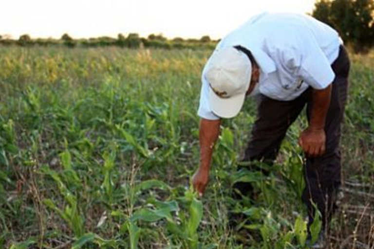 Productores /Agricultores /Imagen Ilustrativa/