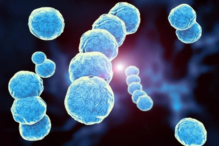 Streptococcus Pyogenes / Imagen ilustrativa /