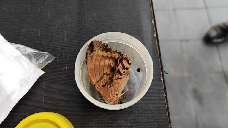 Mariposas nocturnas en Chuquisaca / Foto: TVU Sucre