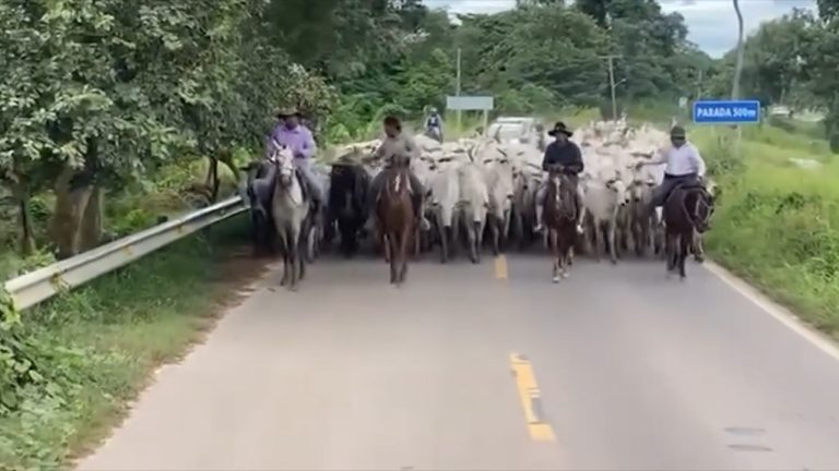 Ganado beniano en pie