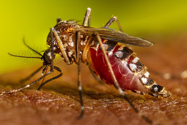 Chikunguya /Imagen de referencia/ Foto: La Nación Argentina/