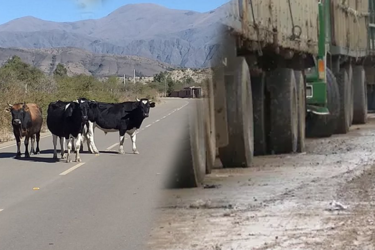 Ganado en carretera y llantas de vehículos /Imagen de referencia/