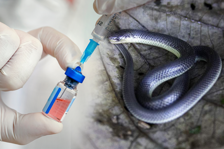 Medicamento antiveneno y serpiente