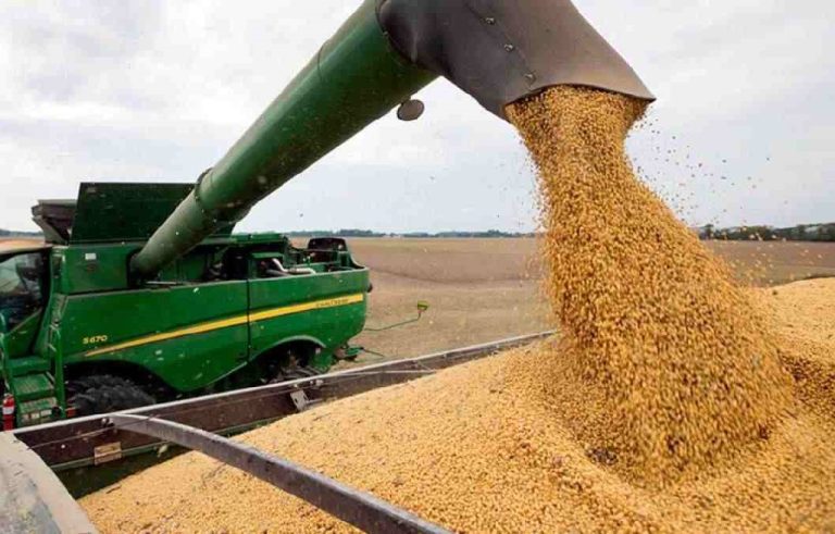 Soya /Imagen ilustrativa/ Foto: Agrosinergia