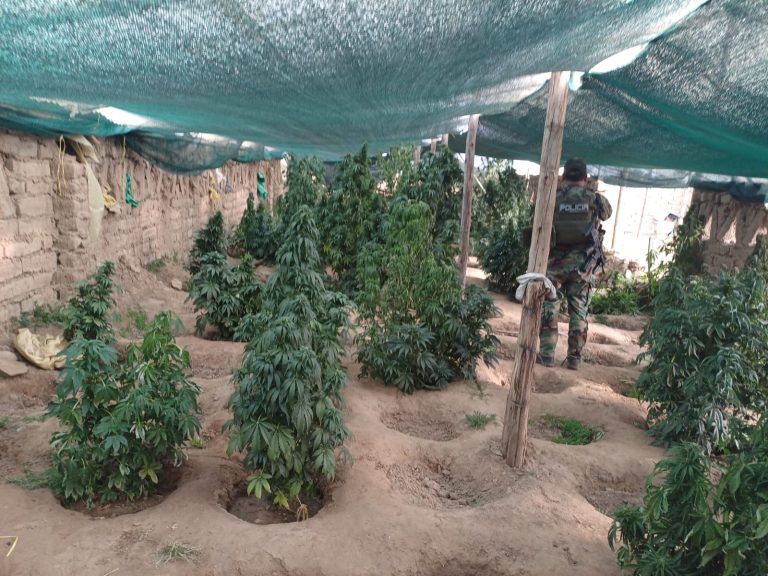 Vivero de marihuana /Foto: Viceministerio de Sustancias Controladas/
