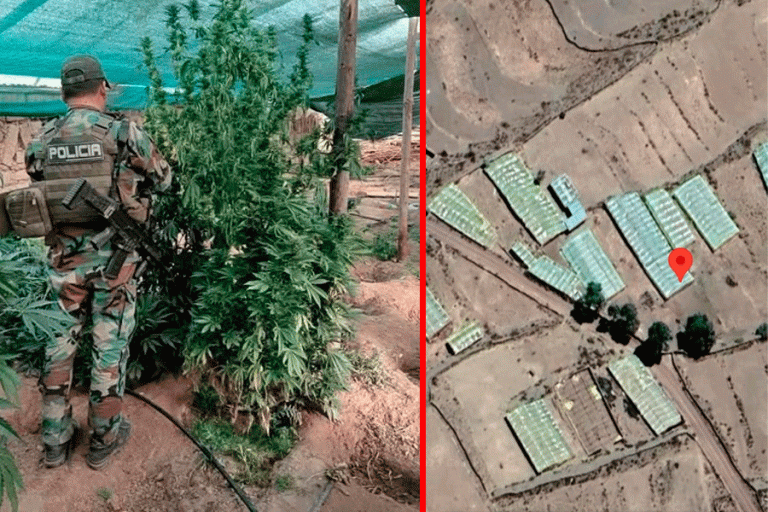 Marihuana y viveros encontrados en el norte de Potosí