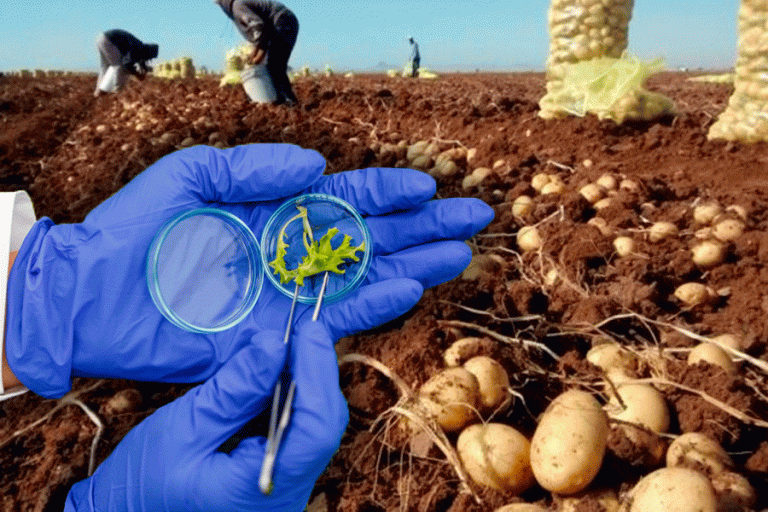 Biotecnología para la producción de alimentos /Imagen Ilustrativa/