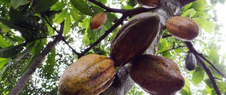 Cacao - Pando /Imagen de referencia/ Foto: CIPCA