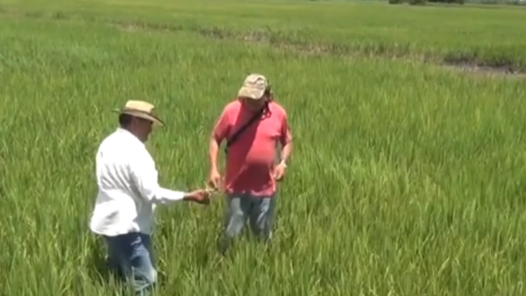 Preparado de suelo para la siembra de arroz en el Beni