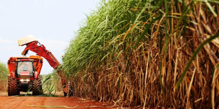 Zafra cañera en Bolivia /Imagen de referencia/