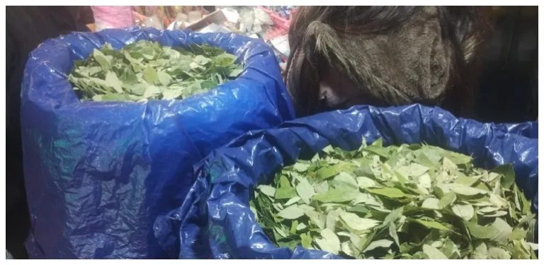 Cocaleros del Chapare plantean crear un nuevo mercado de coca en Santa Cruz y declaran enemigo a diputado yungueño Hoja de coca a la venta /Imagen de referencia/ Foto: Aries Online