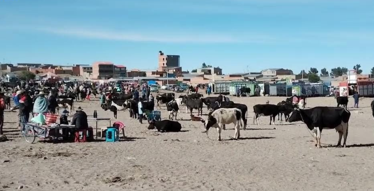 Feria de ganado en pie en Challapata